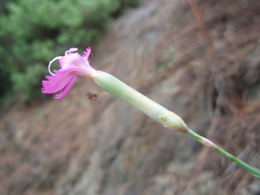 Dianthus sylvestris